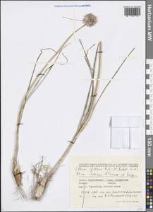 Allium cretaceum N.Friesen & Seregin, Eastern Europe, Lower Volga region (E9) (Russia)