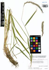 Elymus sibiricus L., Siberia, Yakutia (S5) (Russia)