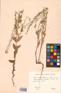 Neslia paniculata (L.) Desv., Eastern Europe, Moscow region (E4a) (Russia)