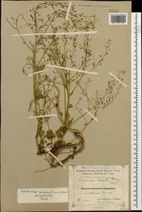 Sobolewskia caucasica (Rupr.) N. Busch, Caucasus, Azerbaijan (K6) (Azerbaijan)