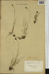 Carex bicolor Bellardi ex All., Western Europe (EUR) (Switzerland)