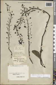 Verbascum phoeniceum L., Eastern Europe, South Ukrainian region (E12) (Ukraine)