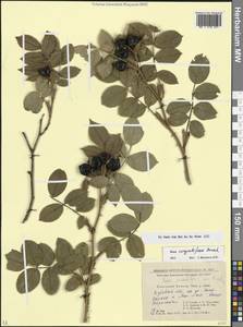 Rosa corymbifera Borkh., Caucasus, Krasnodar Krai & Adygea (K1a) (Russia)