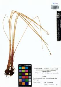 Eleocharis palustris (L.) Roem. & Schult., Siberia, Baikal & Transbaikal region (S4) (Russia)