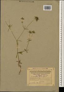 Asperula arvensis L., Caucasus, Armenia (K5) (Armenia)