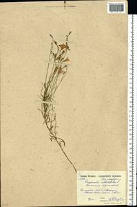Campanula rotundifolia L., Eastern Europe, Moscow region (E4a) (Russia)
