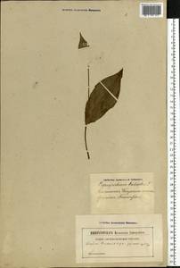 Cypripedium calceolus L., Eastern Europe, Latvia (E2b) (Latvia)