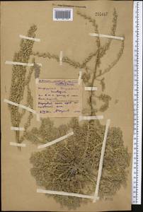 Artemisia schrenkiana Ledeb., Middle Asia, Northern & Central Kazakhstan (M10) (Kazakhstan)