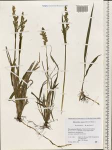 Anthoxanthum repens (Host) Veldkamp, Eastern Europe, Rostov Oblast (E12a) (Russia)