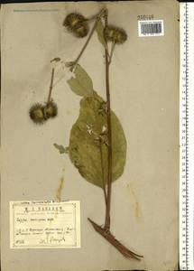 Arctium nemorosum Lej., Eastern Europe, Central region (E4) (Russia)