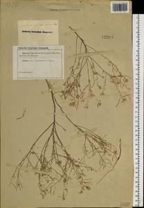 Dontostemon integrifolius (L.) Ledeb., Siberia (no precise locality) (S0) (Russia)
