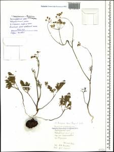 Bunium microcarpum (Boiss.) Freyn & Sint. ex Freyn, Caucasus, Black Sea Shore (from Novorossiysk to Adler) (K3) (Russia)