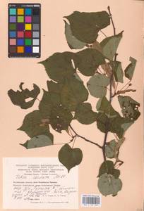 Tilia cordata Mill., Eastern Europe, Eastern region (E10) (Russia)