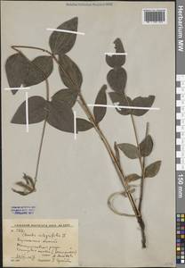 Clematis integrifolia L., Eastern Europe, Central forest-and-steppe region (E6) (Russia)