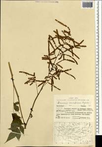 Aruncus sylvester Kostel., Mongolia (MONG) (Mongolia)