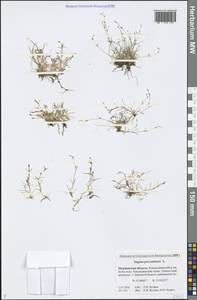 Sagina procumbens L., Eastern Europe, Northern region (E1) (Russia)