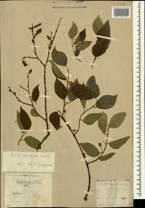 Celtis australis subsp. caucasica (Willd.) C. C. Townsend, Caucasus (no precise locality) (K0)