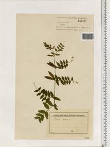 Vicia sepium L., Eastern Europe, North-Western region (E2) (Russia)