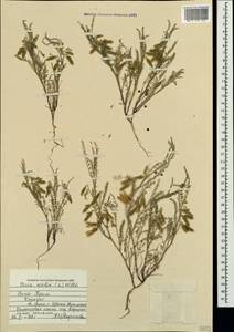 Vicia ervilia (L.)Willd., Crimea (KRYM) (Russia)