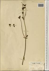 Antherotoma senegambiensis (Guill. & Perr.) H. Jacques-Félix, Africa (AFR) (Guinea)