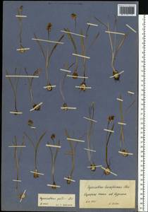 Muscari pallens (M.Bieb.) Fisch., Eastern Europe, Central forest-and-steppe region (E6) (Russia)