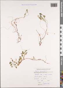 Oxalis corniculata L., Caucasus, Black Sea Shore (from Novorossiysk to Adler) (K3) (Russia)