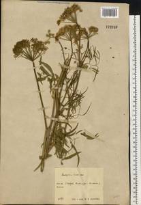 Cenolophium fischeri (Spreng.) W. D. J. Koch, Eastern Europe, Central region (E4) (Russia)