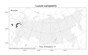 Luzula campestris (L.) DC., Atlas of the Russian Flora (FLORUS) (Russia)