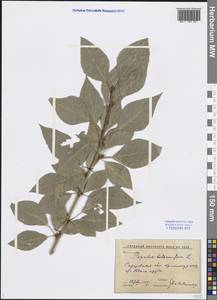 Populus balsamifera L., Eastern Europe, Lower Volga region (E9) (Russia)