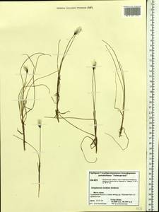 Eriophorum medium Andersson, Siberia, Central Siberia (S3) (Russia)