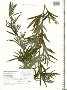 Artemisia dubia Wall. ex Besser, Eastern Europe, Central region (E4) (Russia)