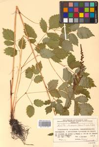 Astilbe rubra Hook. fil. & Thomson, Siberia, Russian Far East (S6) (Russia)