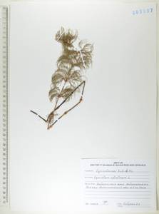 Equisetum sylvaticum L., Siberia, Russian Far East (S6) (Russia)