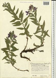 Chamaenerion latifolium (L.) Sweet, Eastern Europe, Northern region (E1) (Russia)