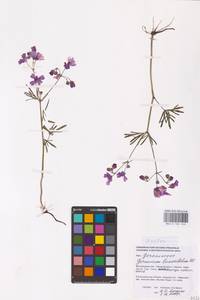 Geranium linearilobum DC., Eastern Europe, Lower Volga region (E9) (Russia)