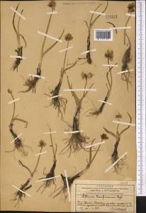 Allium atrosanguineum var. fedschenkoanum (Regel) G.H.Zhu & Turland, Middle Asia, Western Tian Shan & Karatau (M3) (Kazakhstan)