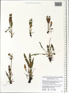 Patrinia sibirica (L.) Juss., Siberia, Baikal & Transbaikal region (S4) (Russia)