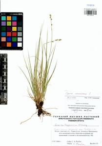 Carex canescens L., Siberia, Western Siberia (S1) (Russia)