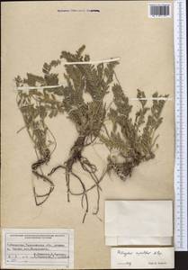 Astragalus xipholobus Popov, Middle Asia, Western Tian Shan & Karatau (M3) (Uzbekistan)