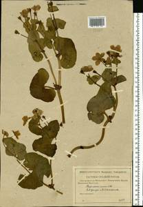 Caltha palustris L., Eastern Europe, Central forest-and-steppe region (E6) (Russia)