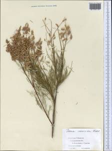 Tamarix ramosissima Ledeb., Middle Asia, Syr-Darian deserts & Kyzylkum (M7) (Uzbekistan)