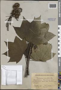 Kalopanax septemlobus (Thunb.) Koidz., Siberia, Russian Far East (S6) (Russia)