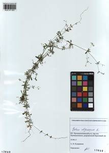 Galium uliginosum L., Siberia, Altai & Sayany Mountains (S2) (Russia)