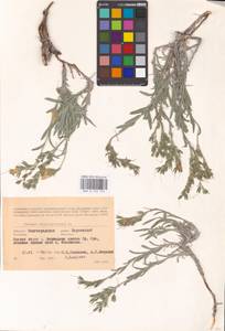 MHA 0 153 745, Onosma simplicissima L., Eastern Europe, Lower Volga region (E9) (Russia)