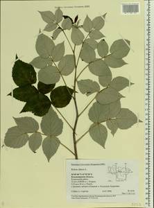 Rubus idaeus L., Eastern Europe, Central region (E4) (Russia)