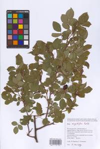 Rosa corymbifera Borkh., Eastern Europe, Rostov Oblast (E12a) (Russia)