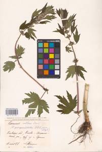 MHA 0 154 695, Leonurus quinquelobatus Gilib., Eastern Europe, North Ukrainian region (E11) (Ukraine)