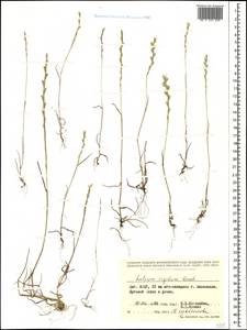 Lolium rigidum Gaudin, Caucasus, Dagestan (K2) (Russia)