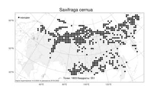 Saxifraga cernua L., Atlas of the Russian Flora (FLORUS) (Russia)