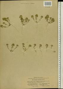 Alyssum turkestanicum Regel & Schmalh., Eastern Europe, South Ukrainian region (E12) (Ukraine)